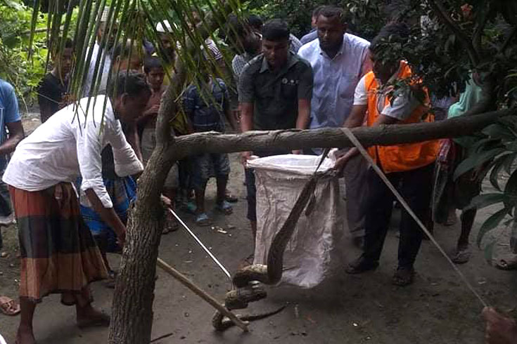 হাঁস-মুরগির খোপে ঢুকে পড়ল অজগর