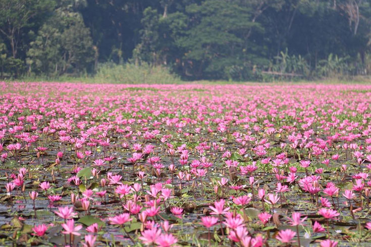 লাল শাপলায় প্রশান্তি