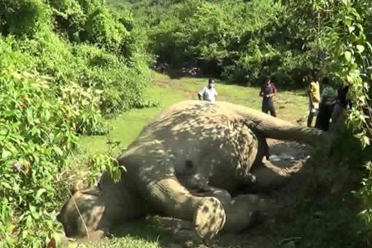 শেরপুরের-পাহাড়ে-বন্যহাতির-মৃত্যু