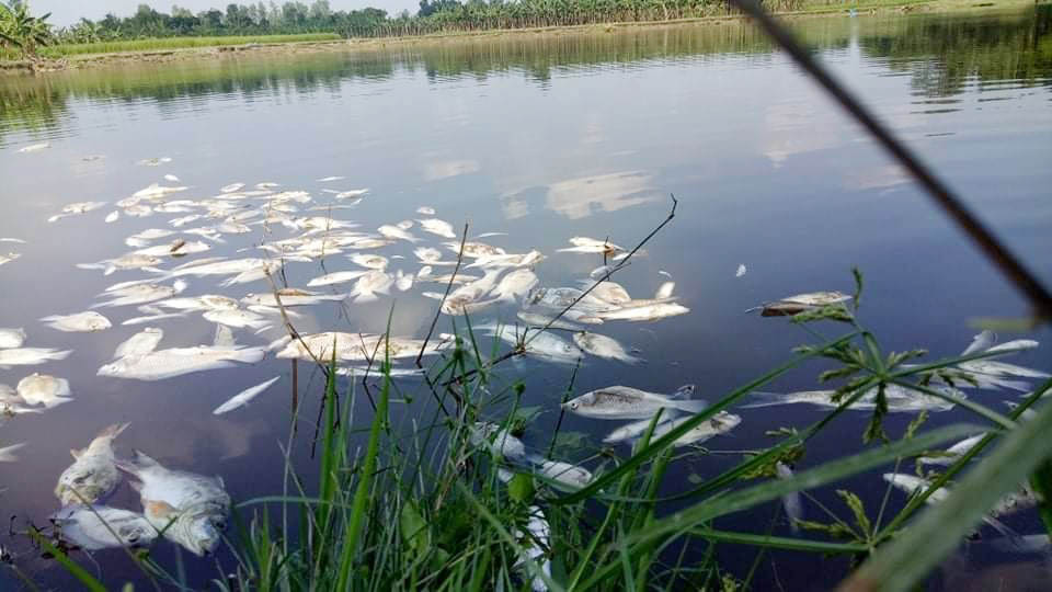 তরুণ উদ্যোক্তার স্বপ্নে দুর্বৃত্তের বিষ