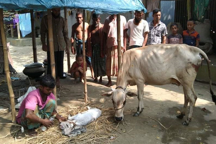 দুই মাথার বাছুর