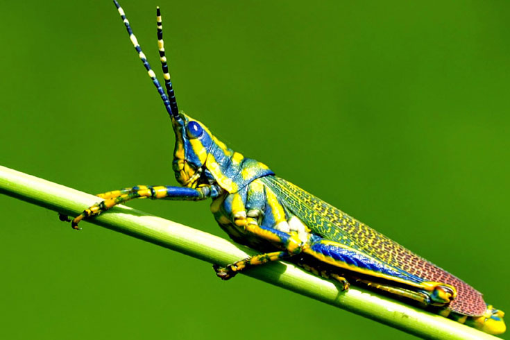 শরীফ-খানের-ঘাসফড়িং-অভিযান