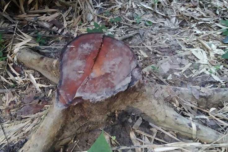 লাউয়াছড়ার-গাছ-চুরি-বন-কর্মকর্তা-বদলি-তদন্ত-শুরু 