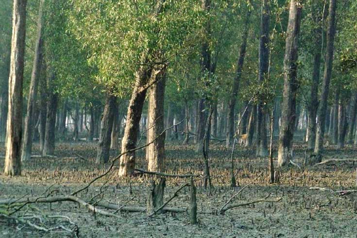 ৫ শর্তে খুলছে সুন্দরবন
