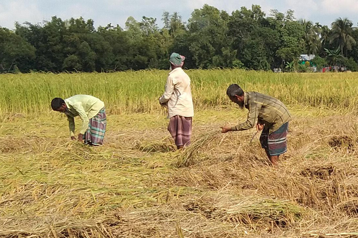 আমনের ফলন ‘ভালো’, কৃষকের মুখে হাসি