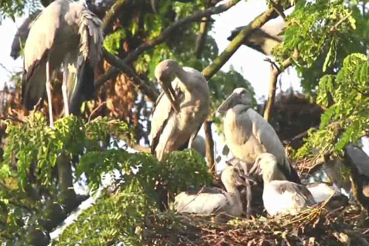 পাখির গ্রাম হাতিপোতা দক্ষিণ পাড়া