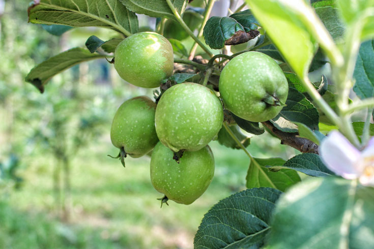 আপেলের-বাগান-সিরাজগঞ্জে