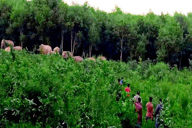লোকালয়ে-বন্যহাতি-মশাল-জ্বালিয়ে-পাহারায়-স্থানীয়রা