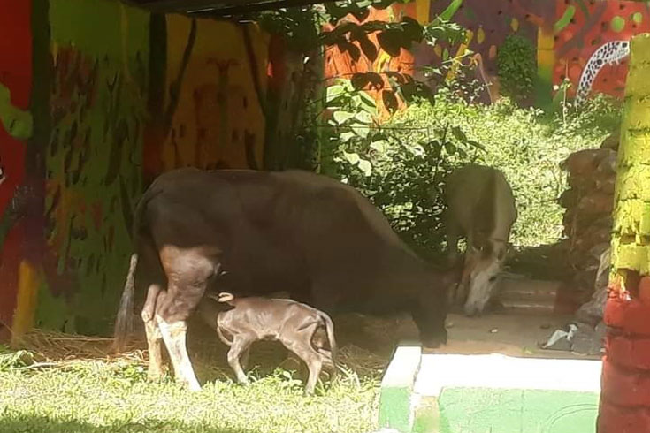 চট্টগ্রাম-চিড়িয়াখানায়-গয়াল-পরিবারে-নতুন-অতিথি