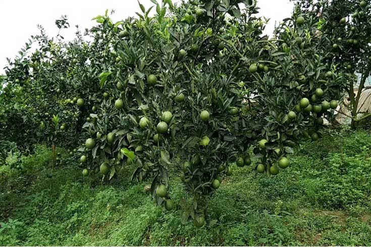 গারো-পাহাড়ে-মাল্টা-গাছের-সারি
