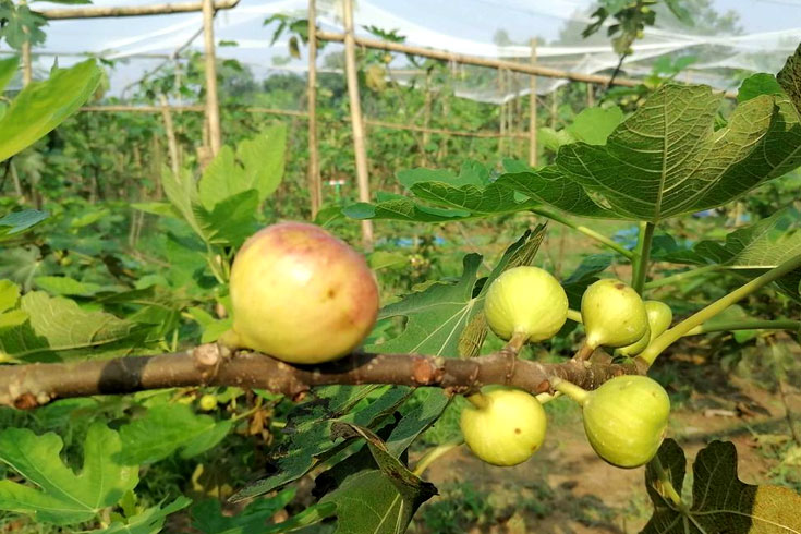 মরুর-মিষ্টি-ত্বীন-গাজীপুরে