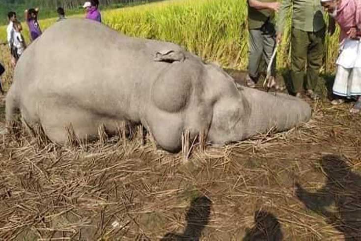 চট্টগ্রামে আরও এক বন্য হাতি হত্যা