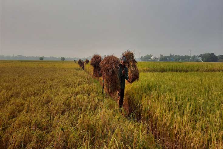 আমনের-বাম্পার-ফলনে-কৃষকের-মুখে-হাসি