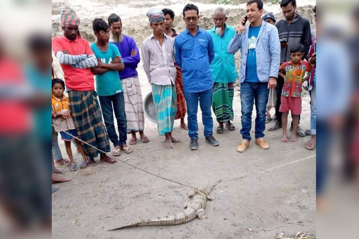 জালে আটকা ঘড়িয়াল ব্রহ্মপুত্রে অবমুক্ত