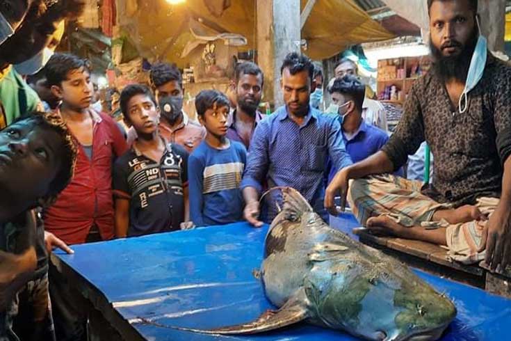 এক-মাছ-কিনতে-ভিড়-শতাধিক-দেখতে-কয়েকশ