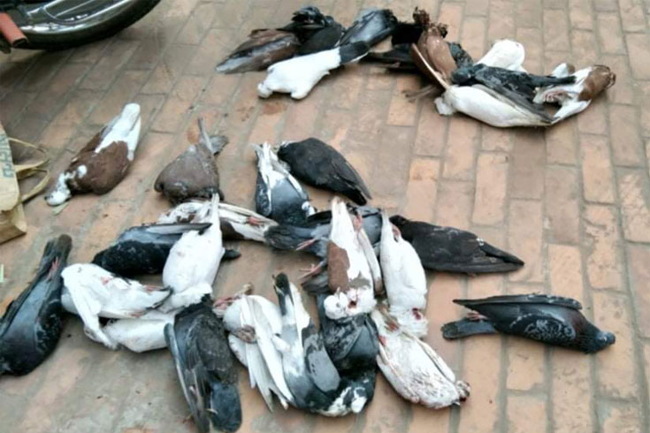 কৃষকের অসতর্কতায় প্রাণ গেল ১৯৩টি কবুতরের