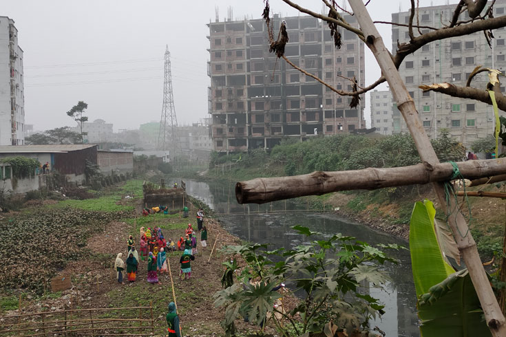 খালের বুকে গরুর খামার