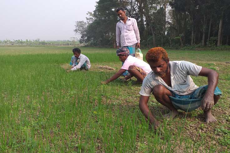 পিঁয়াজ চাষে ব্যস্ত ঝিনাইদহ