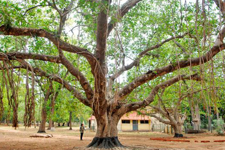 বিশ্বভারতীর শতবর্ষেও করোনা ছায়া

