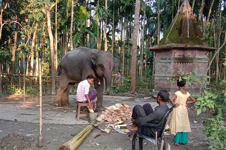 সেই-হাতিতে-জমেছে-তুলসী-রানীর-কবিরাজি