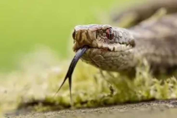 বিমানে ওঠার আগে আটক ৮০টি বিষধর সাপ