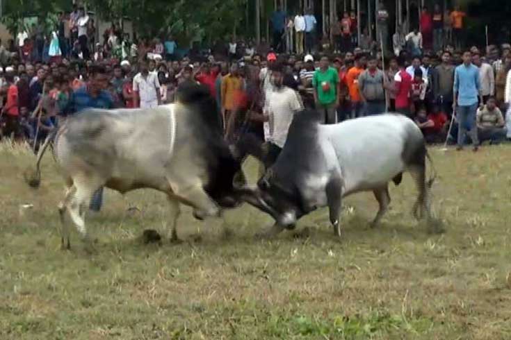 ষাঁড়ের-লড়াইয়ে-শ্রেষ্ঠ-বাংলা-ভাই-দ্বিতীয়-কিং