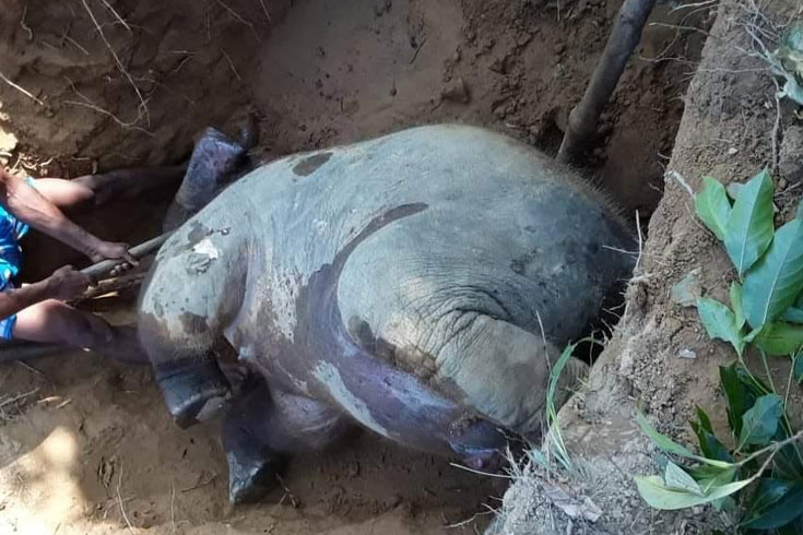 মৃত্যুর ৪ দিন পর গুলিবিদ্ধ হাতি উদ্ধার