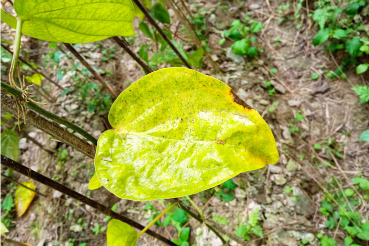 পানের-বরজে-ছড়িয়ে-পড়ছে-রোগ