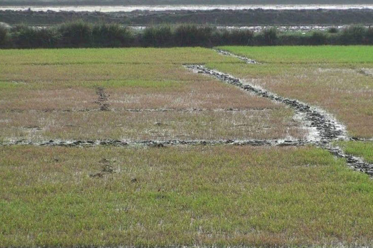 কারেন্ট পোকায় দিশেহারা কৃষক