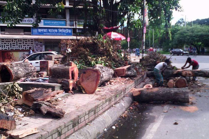 টিএসসির-গাছ-কাটার-ছবি-পাঁচ-বছরের-পুরনো