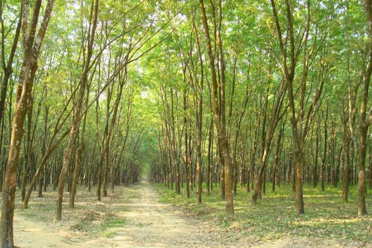 কাটা-হচ্ছে-সংরক্ষিত-বনের-১১-হাজার-গাছ