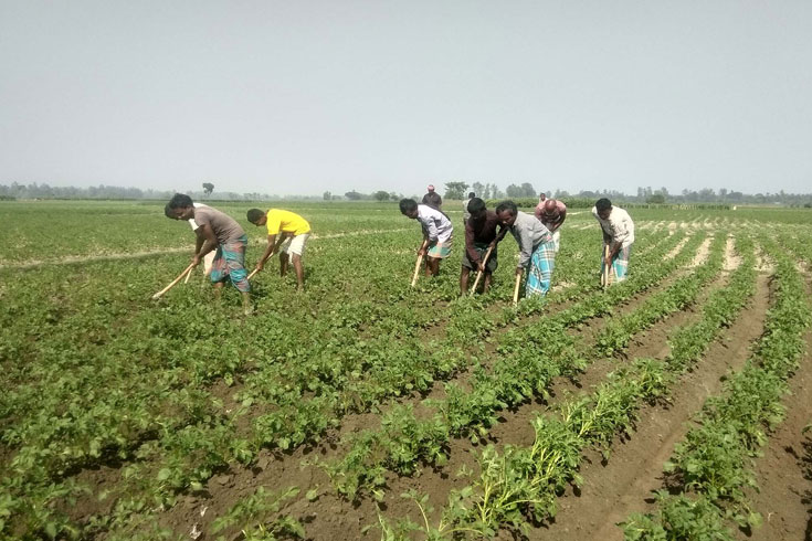 প্রণোদনার-কৃষিঋণ-বিতরণের-সময়-বাড়ল-তিন-মাস