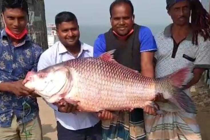 পদ্মায় জেলের জালে ২৭ কেজির কাতল