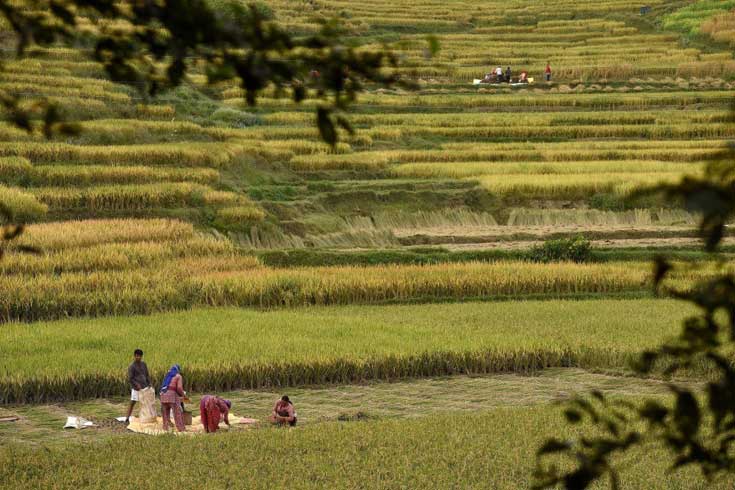 নেপালে-ধানের-বাম্পার