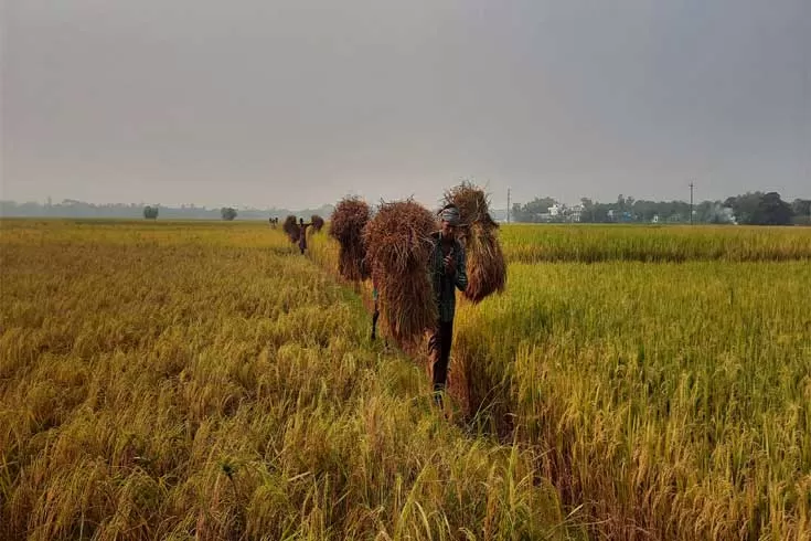 বোরো-চাষ-লক্ষ্যমাত্রার-বেশি-চাল-সংকট-দূরের-আশায়-মন্ত্রী