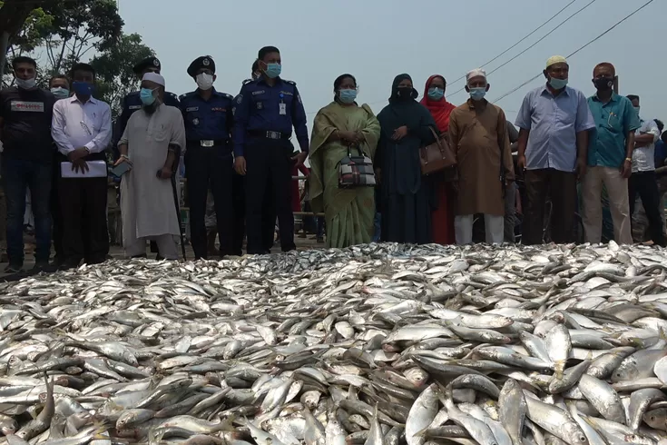 মেঘনায় জব্দ ২৫০ মণ জাটকা