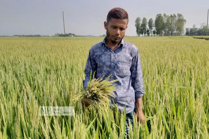 হাওরে নতুন দুর্যোগে দিশেহারা কৃষক