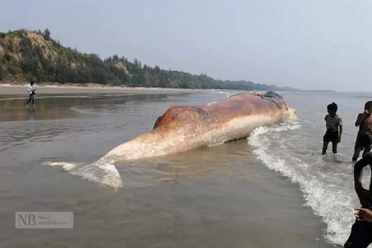 সৈকতে-ভেসে-এলো-মৃত-তিমি