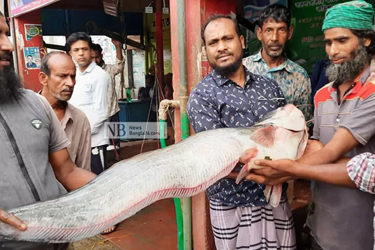 জেলের জালে ১৫ কেজির বোয়াল