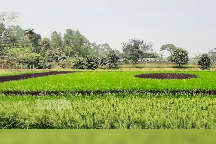 ধানের মাঠ যেন জাতীয় পতাকা