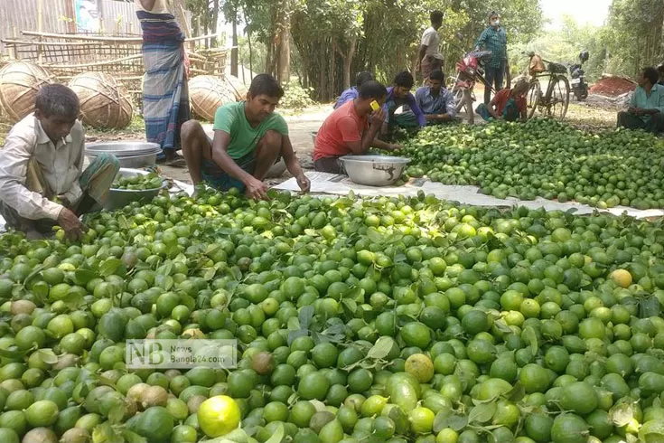 হাত ঘুরতেই দাম বাড়ছে লেবুর
