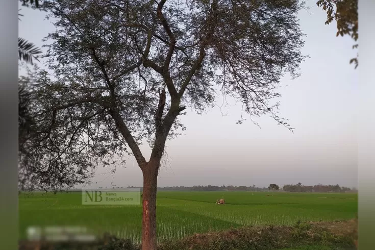 কোথায়-হারাল-বাবলাগাছ