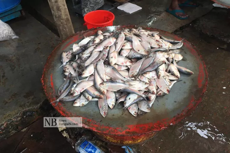 মণকে মণ জাটকা বিক্রি, প্রশাসন জানে না