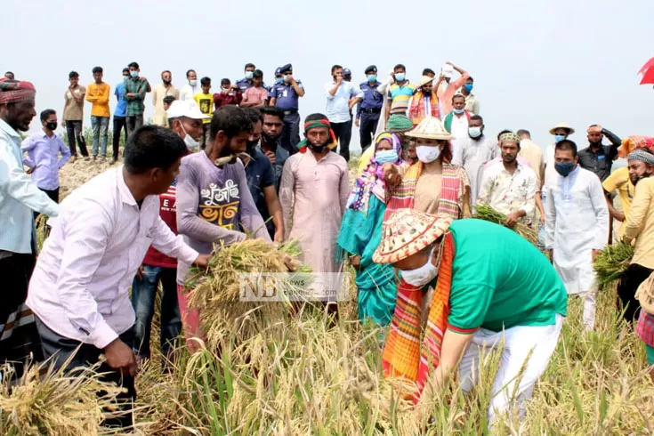 কৃষকের ধান কেটে দেবে কৃষক লীগ