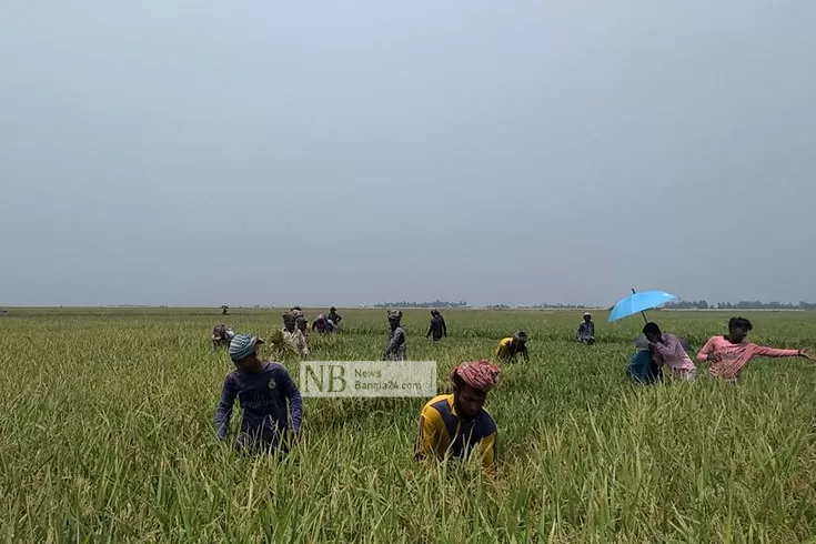 ধান কাটার শ্রমিক সংকট 