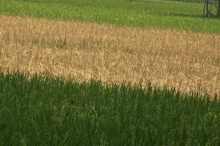 প্রতিবেশীর-ধানক্ষেত-কীটনাশকে-জ্বালিয়ে-দেয়ার-অভিযোগ
