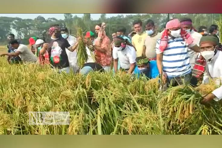 ধান-কেটে-দিচ্ছে-স্বেচ্ছাসেবক-লীগ-ছাত্রলীগ-যুবলীগ