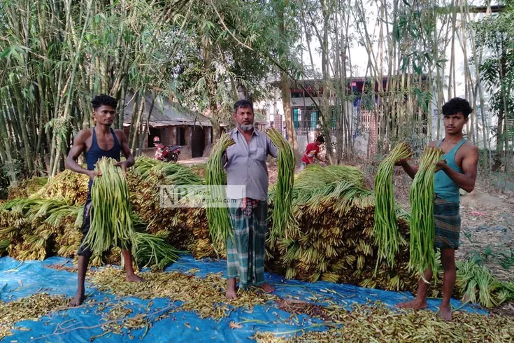কুমিল্লার কচুর লতি