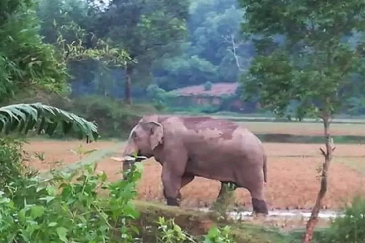 বন্যহাতির আক্রমণে দিশেহারা কৃষক