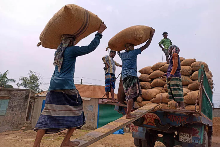 ১৮-লাখ-টন-চাল-ধান-কিনবে-সরকার